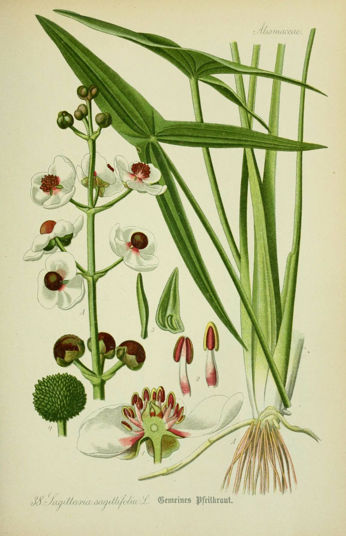 Flora von Deutschland, Österreich und der Schweiz. Gera,Zezschwitz,1903 - http://biodiversitylibrary.org/page/12306510